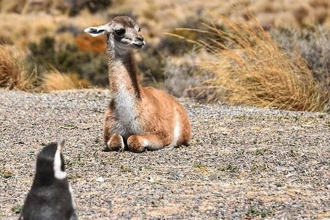 punta-tombo-penguin-colony-from-puerto-madryn-with-optional-toninas-watching