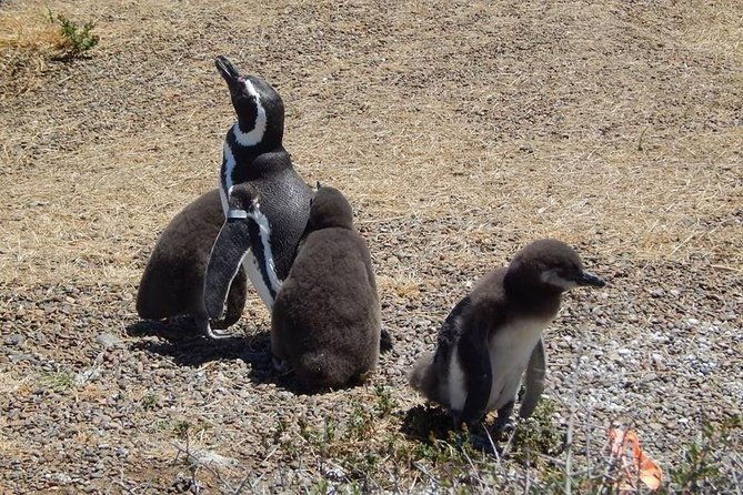 punta-tombo-tour-the-penguin-experience