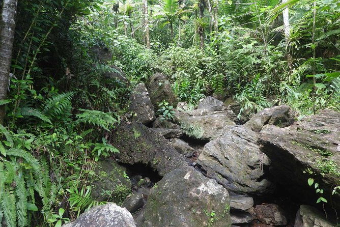 rainforest-nature-walk-luquillo-beach-combo
