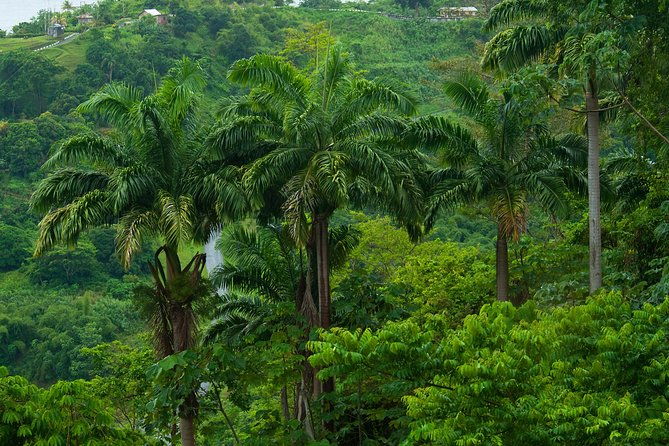rainforest-tour