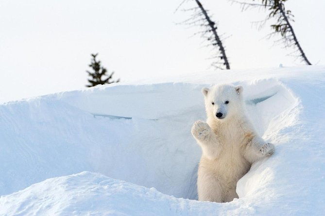 ranua-wildlife-park-day-visit-the-arctic-animals