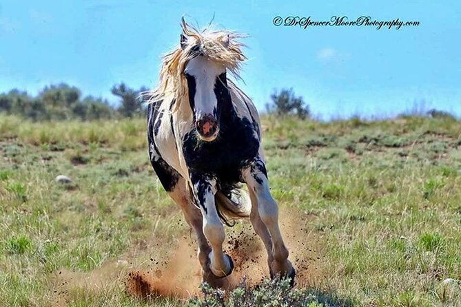 red-canyon-small-group-wild-mustang-van-tours-in-cody-wyoming