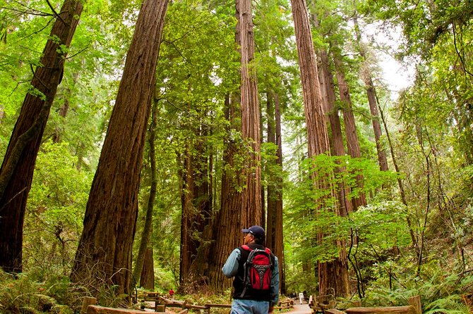 redwoods-of-marin-and-mt-tamalpais-walking-tour-with-local-guide
