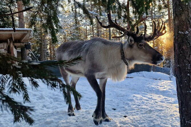 reindeer-park-adventure-private-service