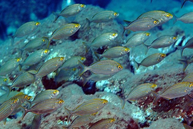 relaxing-snorkeling-tour-at-the-isola-bella-marine-park-taormina