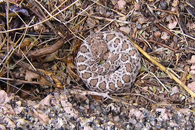 reptile-hunting-in-the-sonoran-desert