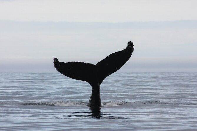 reykjavik-whales-white-water-rafting-adventure