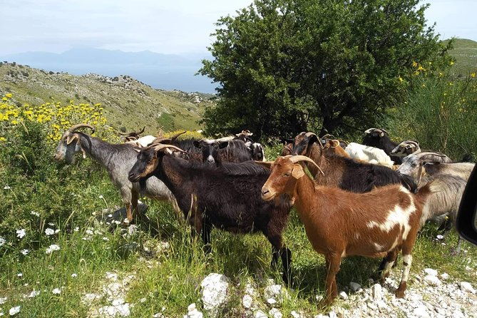 rhodes-uncharted-south-safari-mountains-monasteries-flavors