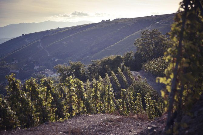 rhone-valley-wine-tasting-private-day-tour-from-lyon