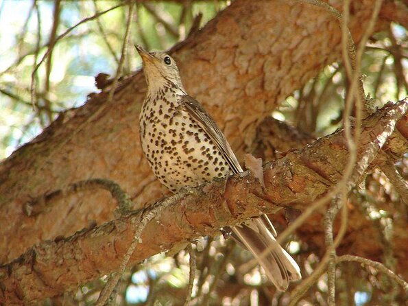 ria-formosa-islands-2h00-private-tour-of-ria-formosa-2