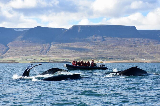 rib-boat-express-whales-eyjafjord-and-akureyri