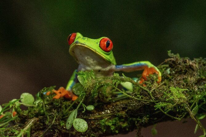 rio-celeste-nature-night-walk