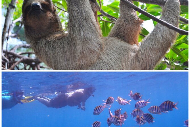 roatan-drift-snorkel-and-monkey-sloth-sanctuary-tour