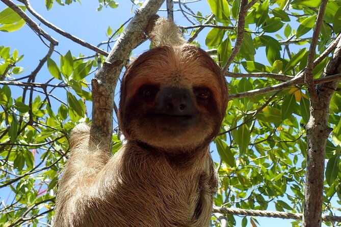 roatan-iguana-park-and-monkey-sloth-park-sanctuary-and-beach-stop
