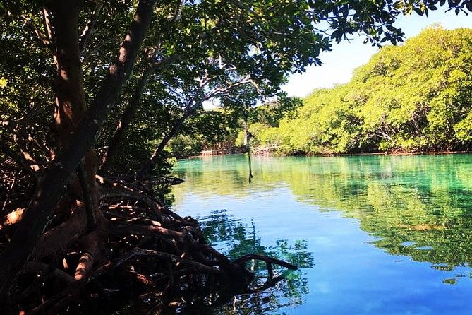 roatan-mangrove-tunnels-adventure