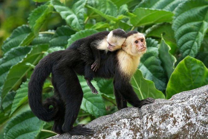roatan-slothful-safarihistory-atv-buggy-thrills-zip-beach-xtra