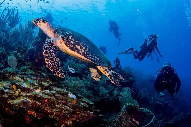 roatans-diving-best-10-dive-package-for-certified-divers