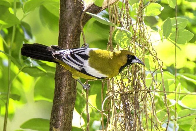 rocklands-bird-sanctuary-city-highlights-plus-shopping-from-montego-bay