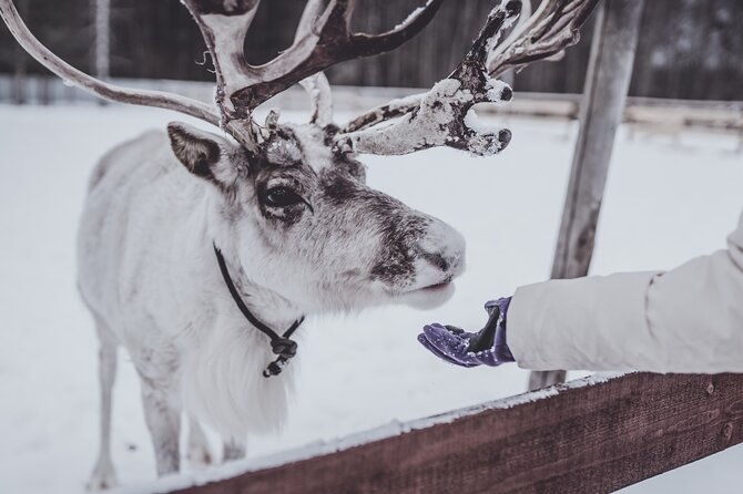 rovaniemi-authentic-lapland-reindeer-farm-visit-sled-ride