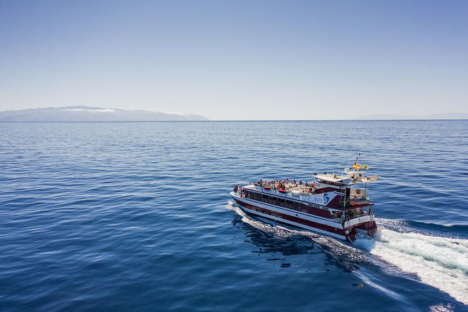 royal-delfin-3h-dolphin-whale-watching-swimming-lunch