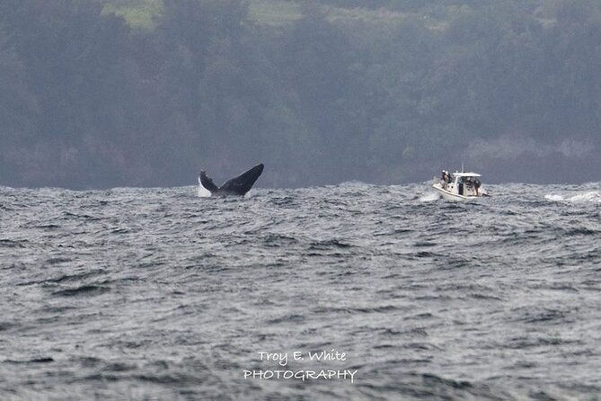 royal-humpback-whale-exploration