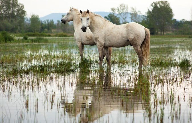 safari-4x4-camargue-2-hours-saintes-maries-de-la-mer-private-tour-4