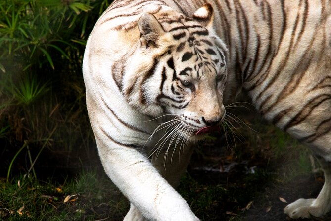 safari-park-wild-experience