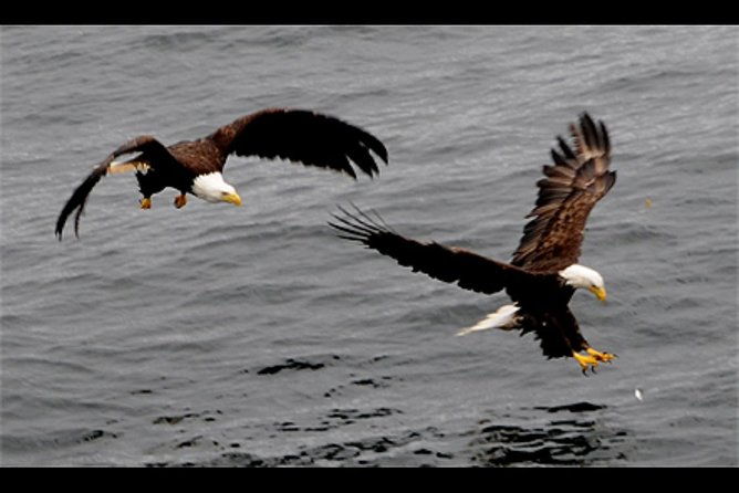saltwater-expedition-sightseeing-wildlife-6-passenger-boat