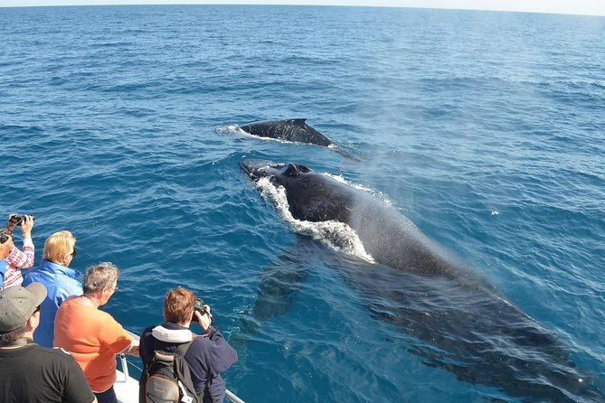 samana-whale-watching-cayo-levantado-bacardi-island