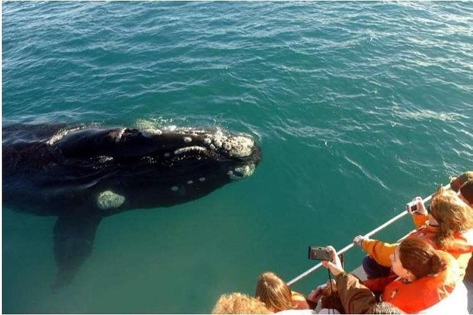 samana-whale-watching-plus-cayo-levantado-bacardi-island