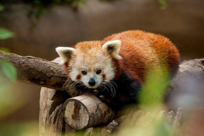 san-diego-explorer-pass-save-up-to-50-includes-san-diego-zoo