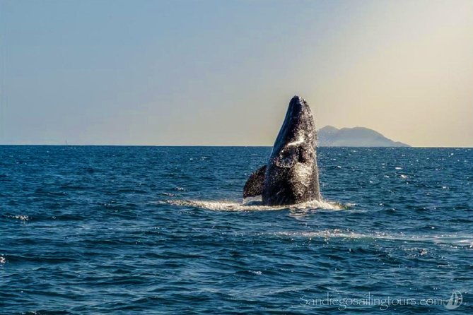 san-diego-half-day-marine-wildlife-tour-with-lunch-2