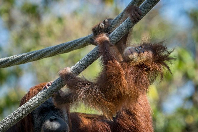 san-diego-zoo-and-safari-park-2-visit-pass-ticket