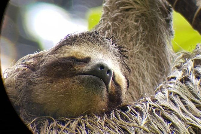 san-jose-walking-nature-tour-sloths-birds-and-trees