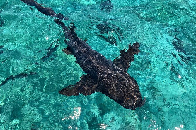 san-pedro-and-caye-caulker-hop-on-hop-off-private-tour