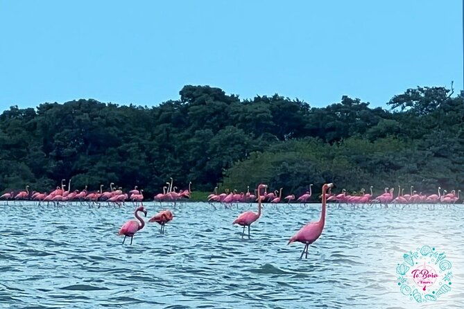 sanctuary-los-flamingos-tour