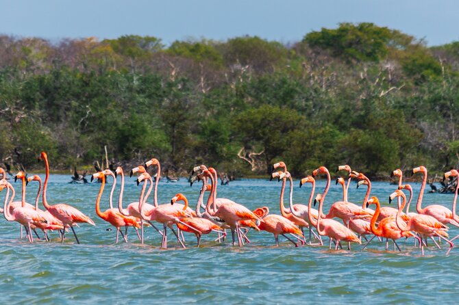 sanctuary-of-flamingos-day-tour