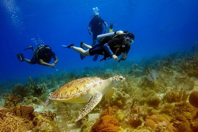 saona-diving