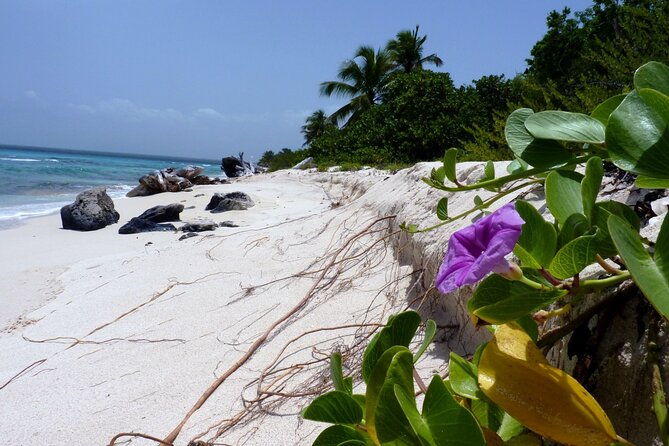 saona-island-tour-from-punta-cana-with-lunch-open-bar-pickup