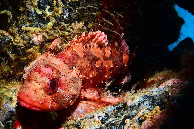 scuba-diving-experience-for-beginners-in-ponta-de-sao-lourenco