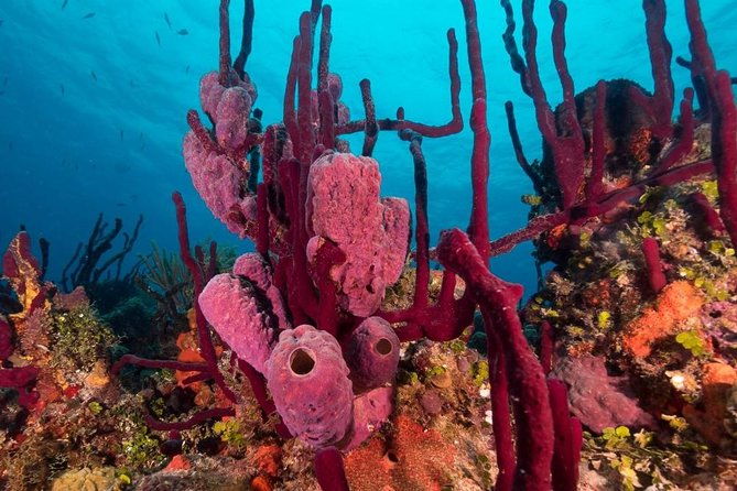 scuba-doo-diving-experience-in-punta-cana