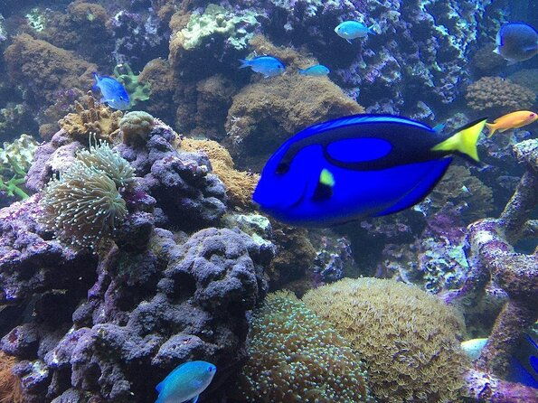 sea-life-brighton-admission-ticket