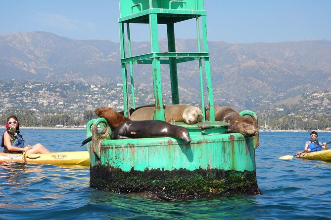 sea-lion-kayak-tour-santa-barbara-harbor