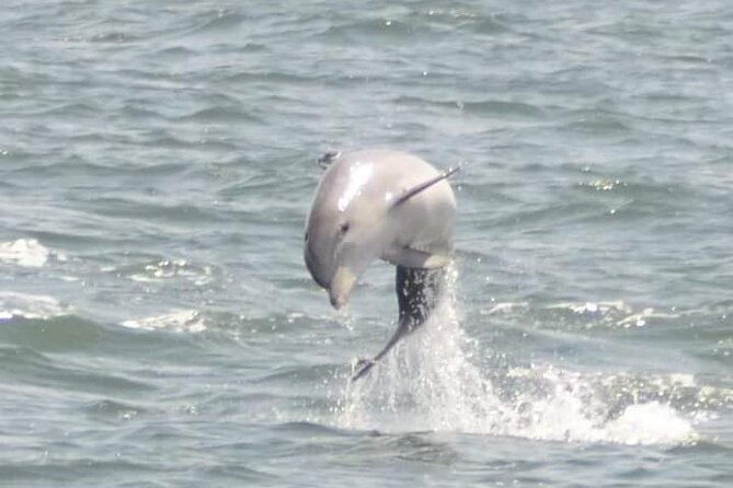 sea-screamer-cruise-2-hour-dolphin-watch-tour-in-south-carolina