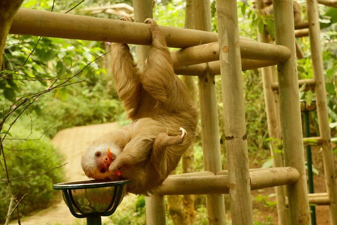 selvatura-sloth-habitat