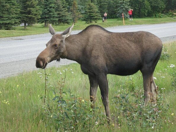 seward-to-anchorage-land-transfer-tour