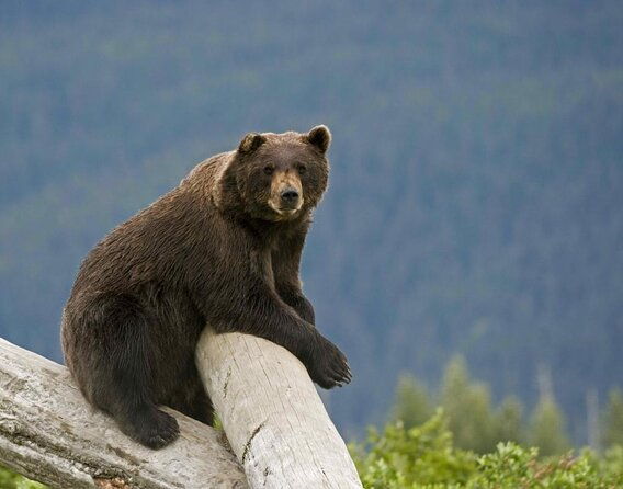 seward-to-anchorage-post-cruise-curated-wildlife-tour-transfer