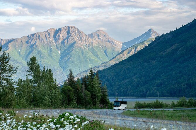 seward-to-anchorage-wildlife-adventure