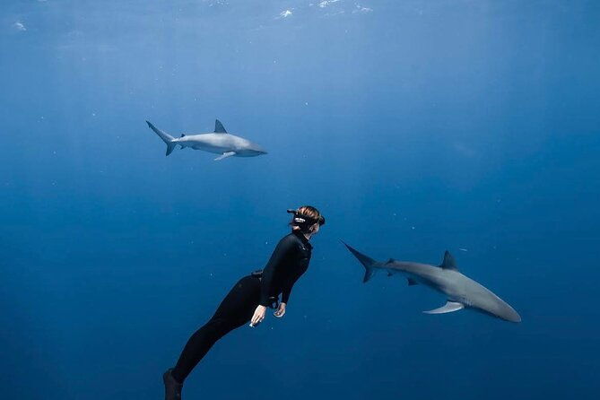 shark-diving-and-snorkeling-in-oahu-hawaii