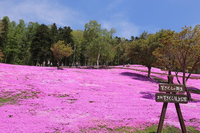 shibazakura-tulip-going-by-private-car-shibazakura-takinoue-park-and-kamiyubetsu-tulip-park-from-sapporo